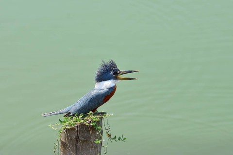 Ringed kingfisher