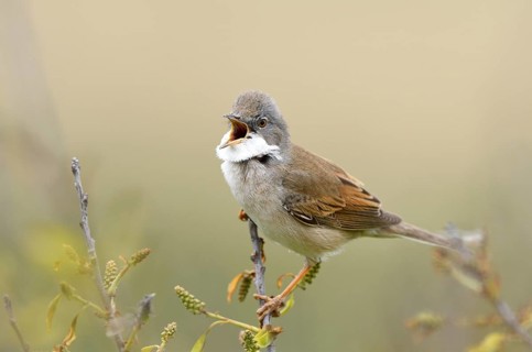 Common whitethroat