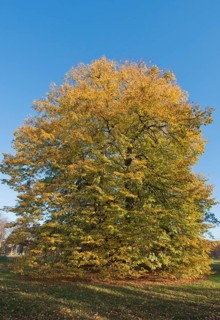 Old Small-leaved Lime