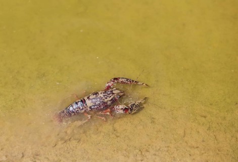 Red Swamp Crayfish