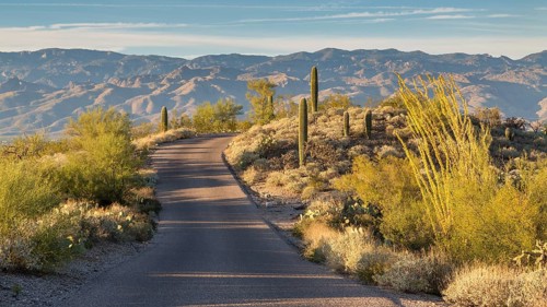 Road through landscape with saguaro cacti