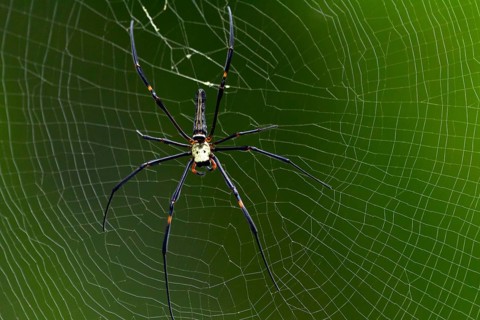 Northern golden orb weaver