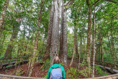 Tourist in front of four Kauri trees