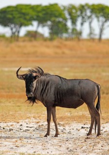 Widebeest