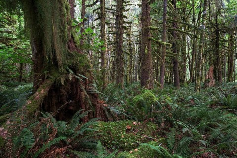 Vegetation with ferns on Kestner Homestead Trail