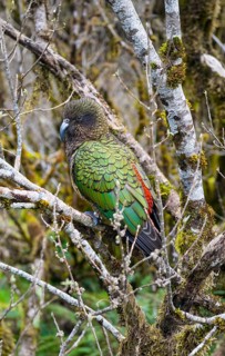 Kea