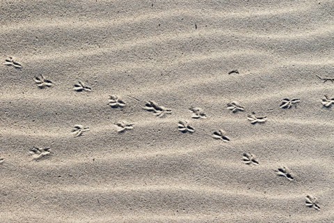 Crossed over animal tracks in the sand