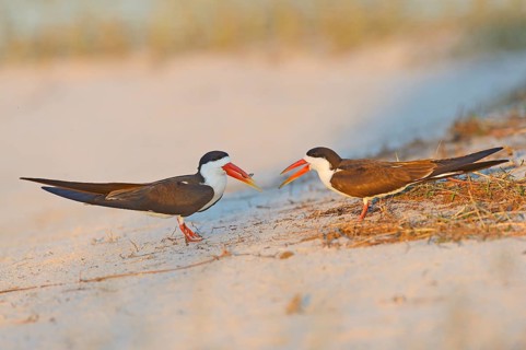 African skimmer