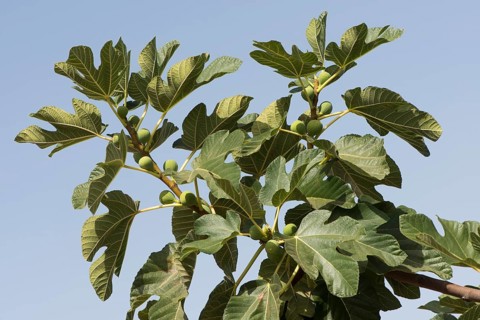 Common fig