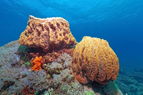 Barrel sponge