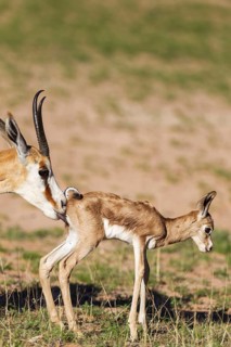 Springboks