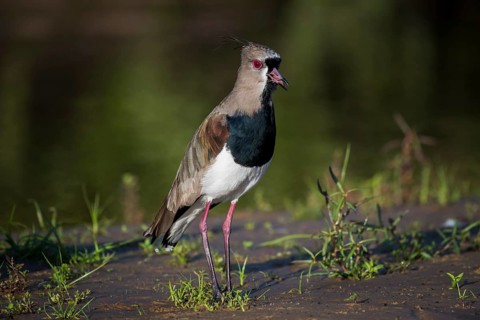 Southern lapwing