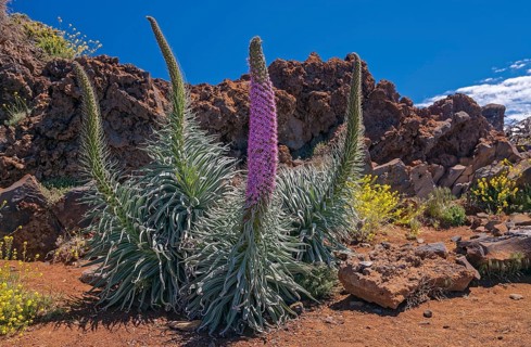 Echium wildpretii