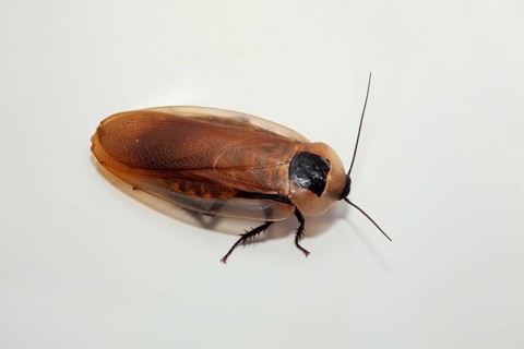 Tropical cockroach