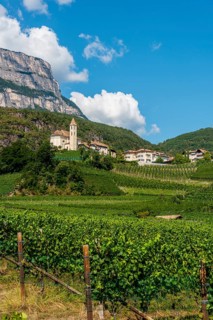 Vineyard