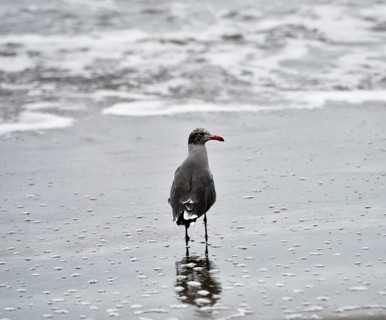 Heermann's gull