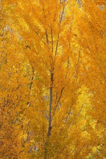 Yellow aspens