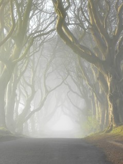 Beech avenue