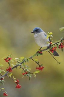 Western Scrub-Jay