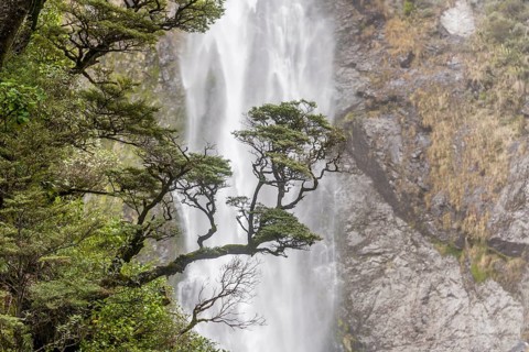 Branch of a tree in front of waterfall