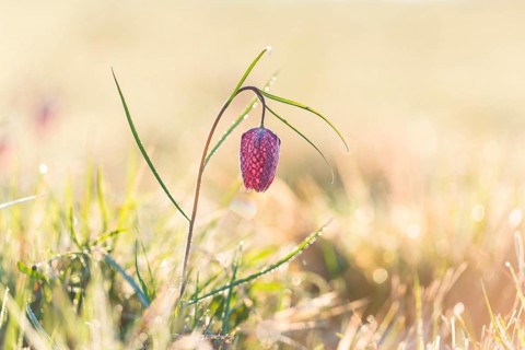 Snake's Head Fritillary