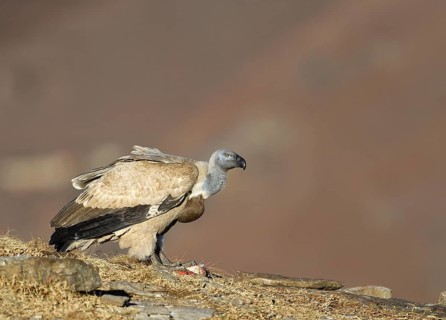 Cape Vulture