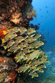 School of Ribboned sweetlips