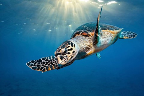 Loggerhead sea turtle