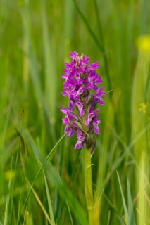 Western marsh orchid