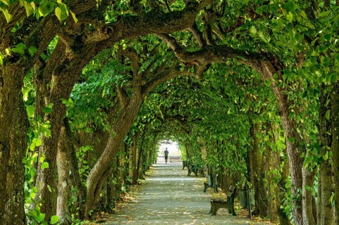 Lime tree arcade