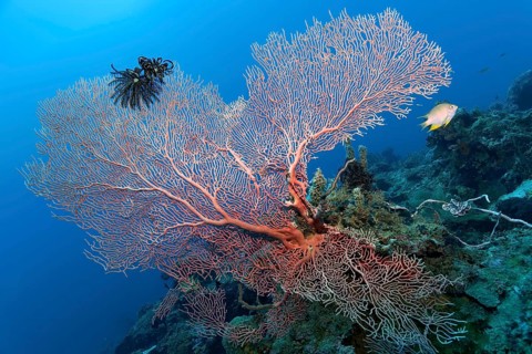 Feather star