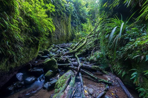 Gorge overgrown with ferns and moss