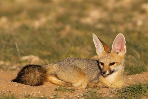 Cape Fox
