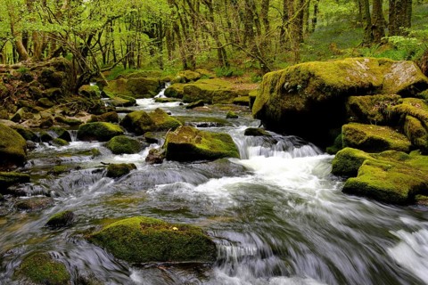 Golitha Falls