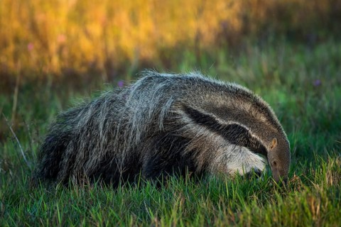 Giant anteater