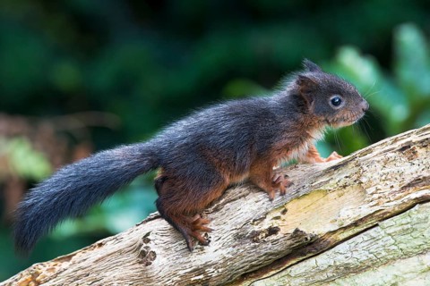 Young Eurasian red squirrel