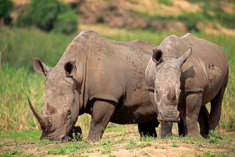 White rhinoceroses