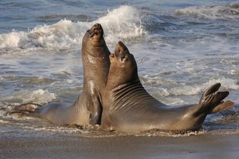Northern Elephant Seal