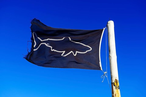 Blue flag with shark