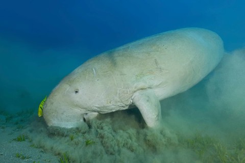 Sea Cow