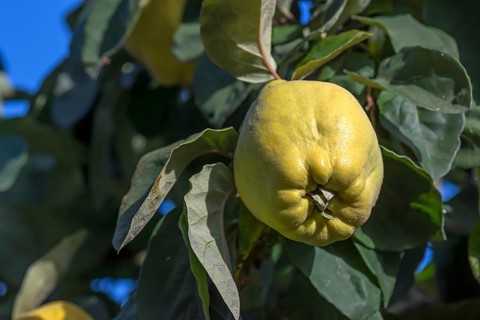 Ripe fruit