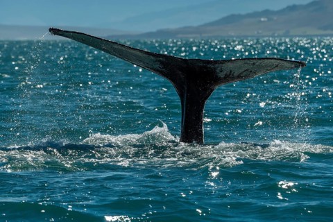 Tail