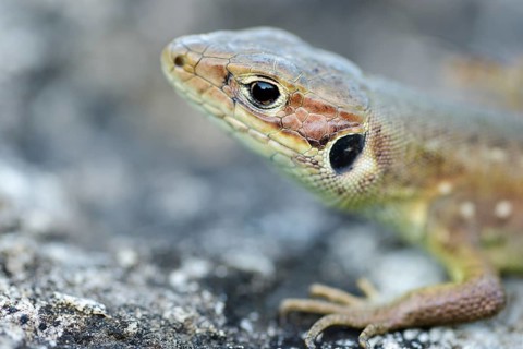Viviparous lizard