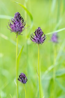 Black Rampion