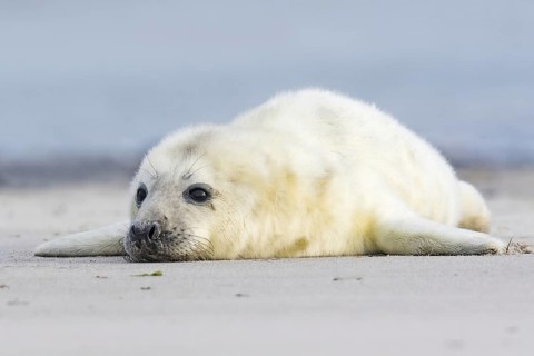 Newborn gray seal