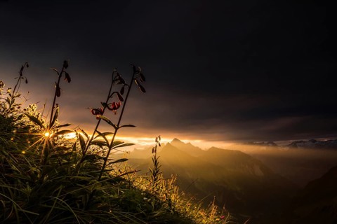 Martagon lilies