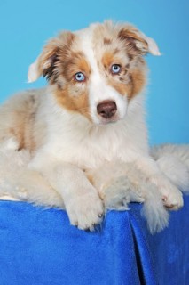 Australian Shepherd puppy