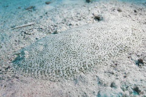 Red Sea Moses sole