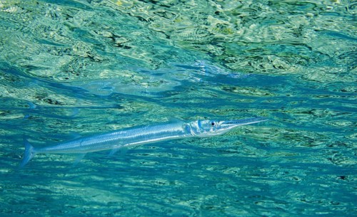 Red Sea houndfish