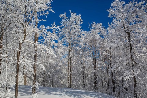 Snow covered forest
